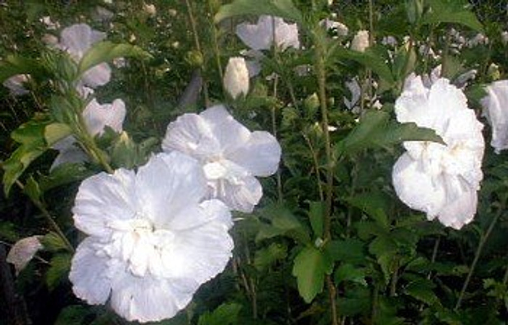 値下FAUNE / Hibiscus Vintage White / 6-8 White Chiffon™ Hibiscus syriacus 'Notwoodtwo' - Rose of